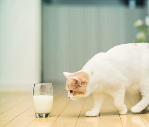 Preview wallpaper cat, glass, milk, flooring, spotted