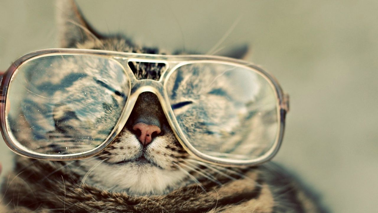 Wallpaper cat, glasses, face, squint
