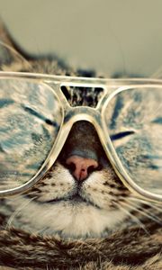 Preview wallpaper cat, glasses, face, squint