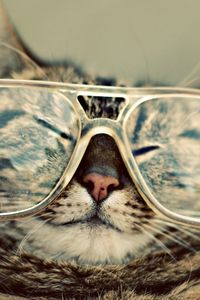 Preview wallpaper cat, glasses, face, squint