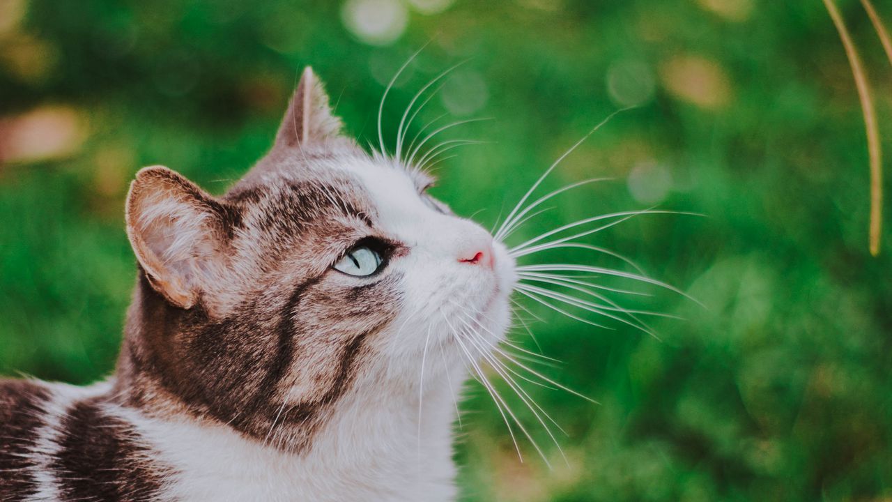 Wallpaper cat, grass, blur, muzzle, walk