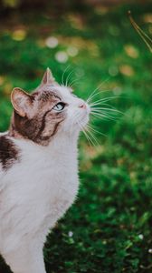 Preview wallpaper cat, grass, blur, muzzle, walk