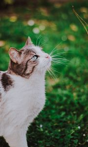 Preview wallpaper cat, grass, blur, muzzle, walk