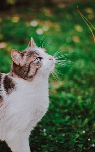 Preview wallpaper cat, grass, blur, muzzle, walk