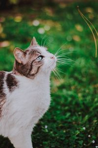 Preview wallpaper cat, grass, blur, muzzle, walk