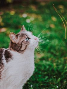 Preview wallpaper cat, grass, blur, muzzle, walk