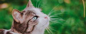 Preview wallpaper cat, grass, blur, muzzle, walk