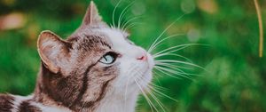 Preview wallpaper cat, grass, blur, muzzle, walk