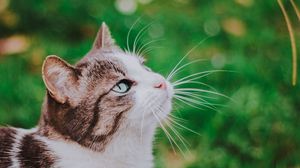 Preview wallpaper cat, grass, blur, muzzle, walk