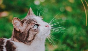 Preview wallpaper cat, grass, blur, muzzle, walk