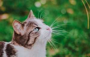 Preview wallpaper cat, grass, blur, muzzle, walk
