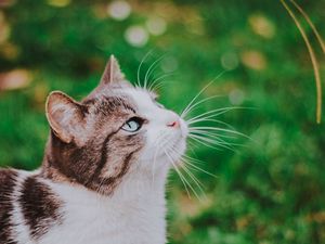 Preview wallpaper cat, grass, blur, muzzle, walk