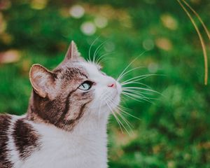 Preview wallpaper cat, grass, blur, muzzle, walk