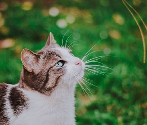Preview wallpaper cat, grass, blur, muzzle, walk