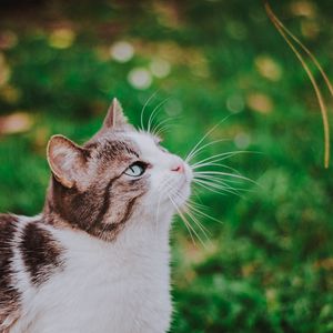 Preview wallpaper cat, grass, blur, muzzle, walk