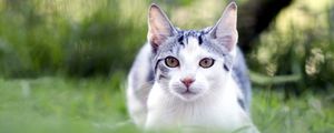 Preview wallpaper cat, grass, blur, face, eyes