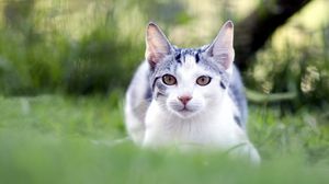 Preview wallpaper cat, grass, blur, face, eyes