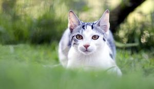 Preview wallpaper cat, grass, blur, face, eyes