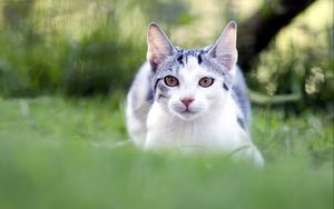 Preview wallpaper cat, grass, blur, face, eyes