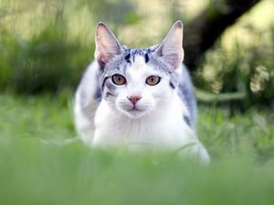 Preview wallpaper cat, grass, blur, face, eyes