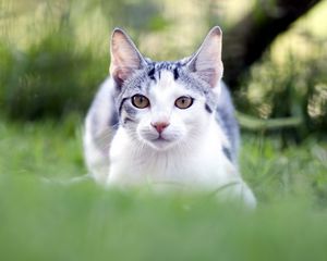 Preview wallpaper cat, grass, blur, face, eyes