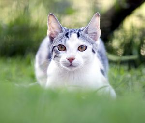 Preview wallpaper cat, grass, blur, face, eyes