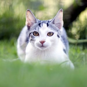 Preview wallpaper cat, grass, blur, face, eyes