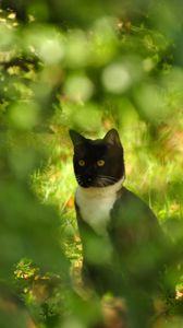 Preview wallpaper cat, grass, branches, sit