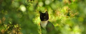 Preview wallpaper cat, grass, branches, sit