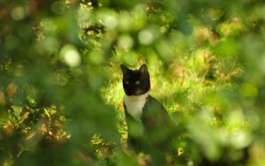 Preview wallpaper cat, grass, branches, sit