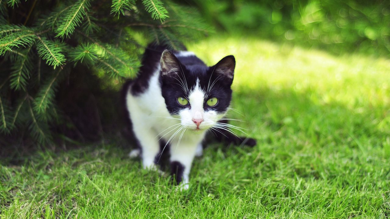 Wallpaper Cat, Grass, Climbing, Hunting Hd, Picture, Image