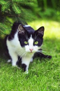 Preview wallpaper cat, grass, climbing, hunting