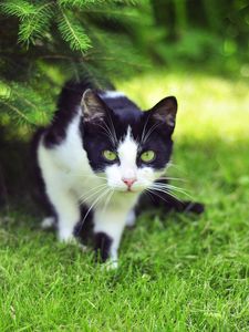 Preview wallpaper cat, grass, climbing, hunting