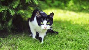 Preview wallpaper cat, grass, climbing, hunting