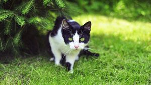 Preview wallpaper cat, grass, climbing, hunting