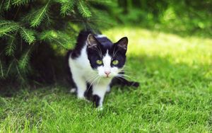 Preview wallpaper cat, grass, climbing, hunting