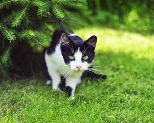 Preview wallpaper cat, grass, climbing, hunting