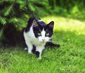 Preview wallpaper cat, grass, climbing, hunting