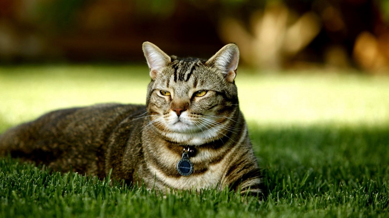 Wallpaper cat, grass, collar, rest, light