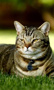 Preview wallpaper cat, grass, collar, rest, light