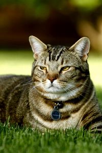 Preview wallpaper cat, grass, collar, rest, light