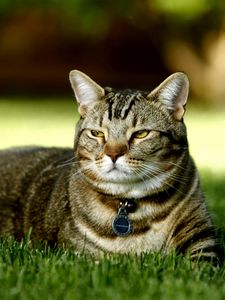 Preview wallpaper cat, grass, collar, rest, light