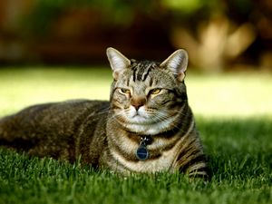 Preview wallpaper cat, grass, collar, rest, light