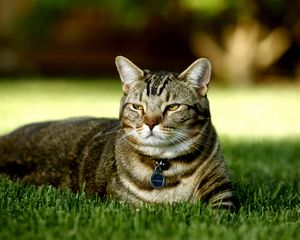 Preview wallpaper cat, grass, collar, rest, light