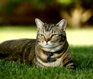 Preview wallpaper cat, grass, collar, rest, light