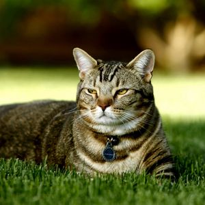 Preview wallpaper cat, grass, collar, rest, light