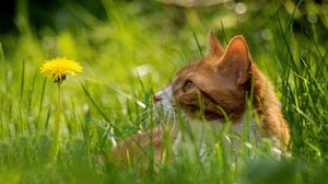 Preview wallpaper cat, grass, dandelion, hide