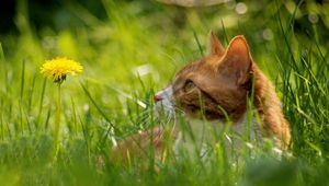 Preview wallpaper cat, grass, dandelion, hide