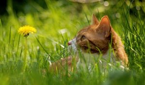 Preview wallpaper cat, grass, dandelion, hide