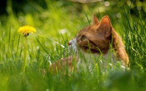 Preview wallpaper cat, grass, dandelion, hide